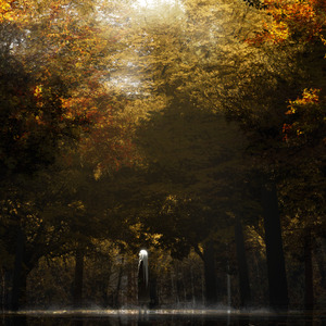 Walking In The Forest