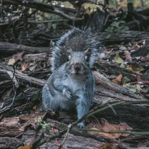 PUEBLOS (feat. LETHAL LIEBRE PROYECT)