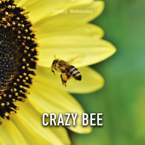 Crazy Bee