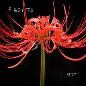 彼岸花