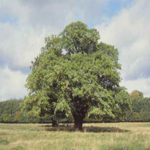 Árbol