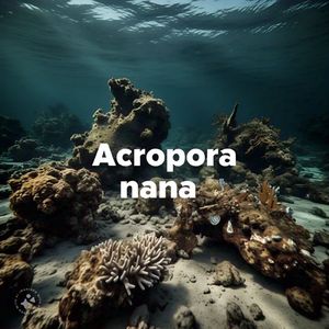 Acropora nana_Slag Belt
