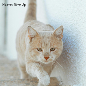 Neaver Give Up