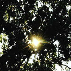 Ozoliņi (Orchestral Version)