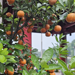 আকাশে তাকালাম তোমার মুখ