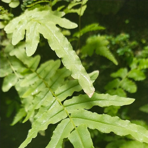 Murai di ujung senja