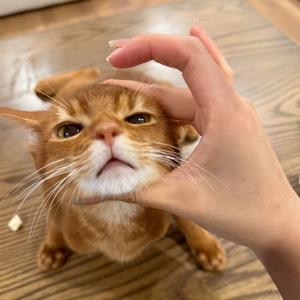 橘子味晚霞