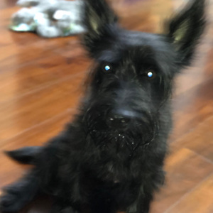 [FREE]“犬吠”EDM x afro house type beat