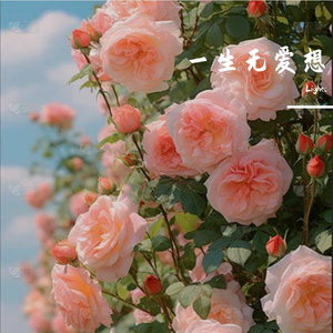 一生无爱