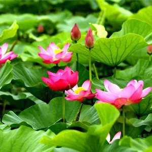 願再無波瀾_KNjy