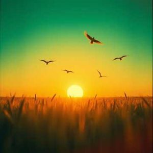 少年的梦
