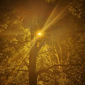 Zjh-白海棠Pt2_convert（Zjh remix）