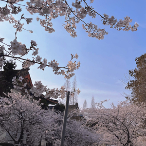 faded flowers（prod.by Morrow）