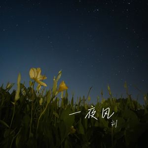 一夜风