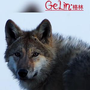 格林