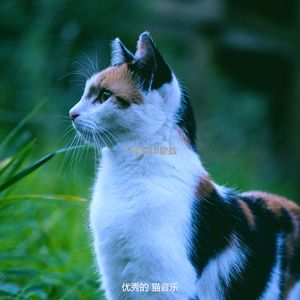精彩小猫环境
