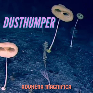 Advhena Magnifica
