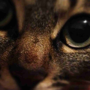 鸥鹭忘机——伏羲式琴2（翻自 吴兆基）