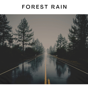 A Light Rain in the Forest
