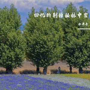 回忆的荆棘丛林中密