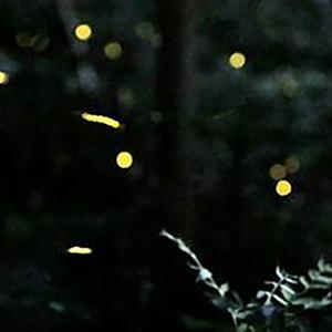 人也能在法治中飞舞