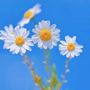 为你写下这首情歌