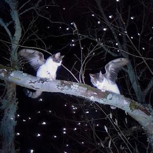 School Rooftop (0.8x)