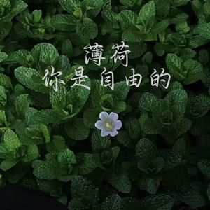 薄荷你是自由的