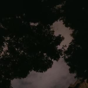 願桜（未完成）