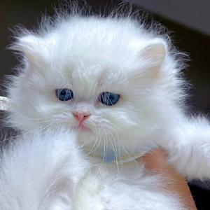 [Free] "舞会" Drill x Pop Smoke Type Beat