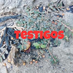 Testigos