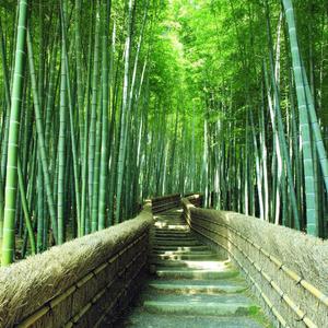 竹林里的小道 (7)