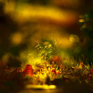 野子【mixed】（Cover：沙宝亮）