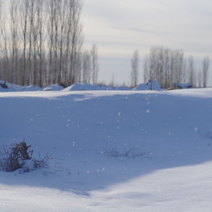 伊犁河边的白杨编曲版