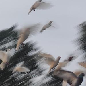 艾辰-东坡-东坡（Chuan remix）