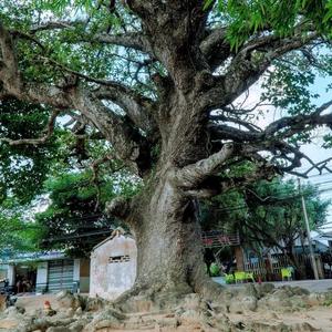 ដើមឈើទាលវីរបុរសឧកញ៉ា សឺង គុយ ឬចៅហ្វាយគុយ មានអាយុកាលជិត ២០០ ឆ្នាំមកហើយ