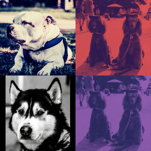 诗意的孤独的狗节奏