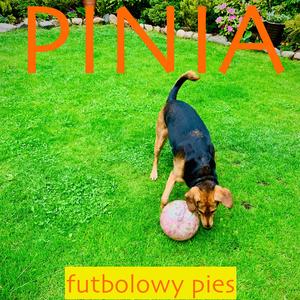 Pinia (Futbolowy Pies)