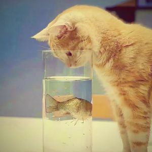 猫儿和鱼儿