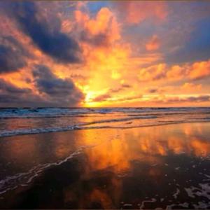 梧桐树下难遇你