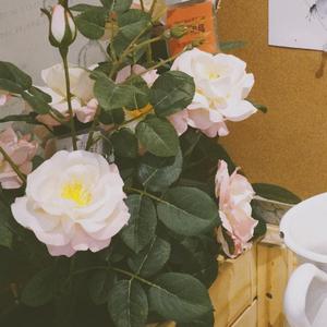 提笔（翻自 夏宁鸽）