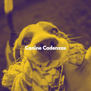 Number One Sunny Solutions