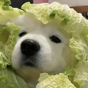 学猫叫（计算机版）