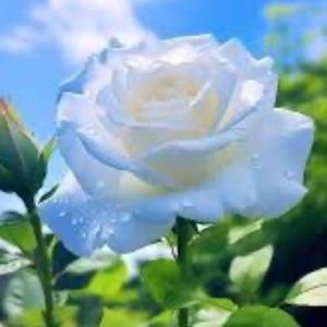 Te Seguimos Recordando