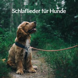 Träumender Hund