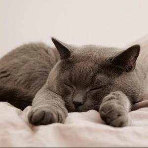 幸福的懒洋洋时光（卡农八音盒）