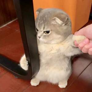  （翻自 曹方瑞）