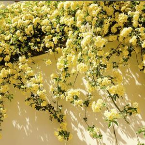 我愿听他说些不着边际的话