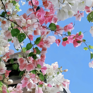 未得姑娘芳心请原谅