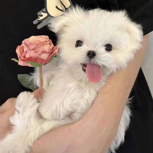 黑夜里冷掉的泪